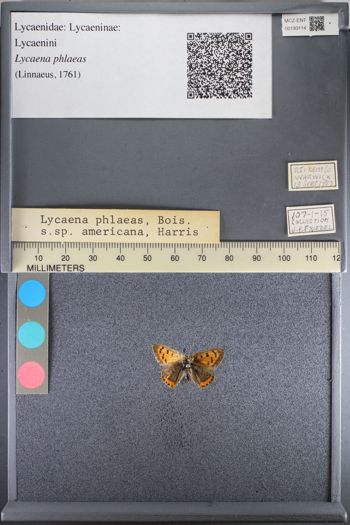 Media type: image;   Entomology 193114